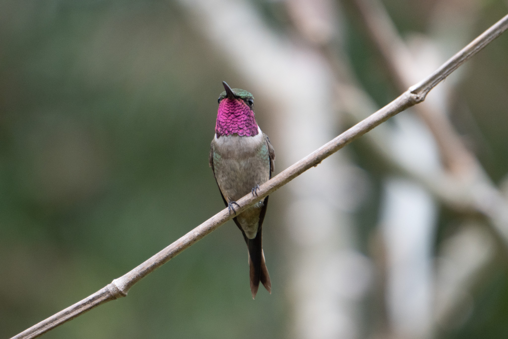 Texto alternativo da imagem