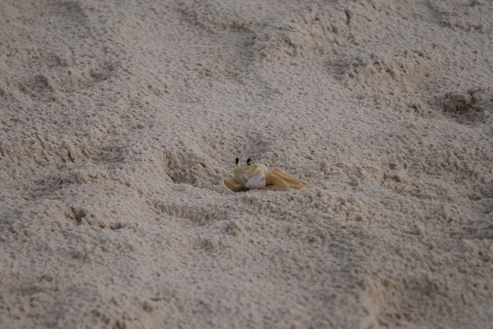 Atlantic ghost crab (Ocypode quadrata) with pale sand-colored body and protruding eyes emerging from sand on beach