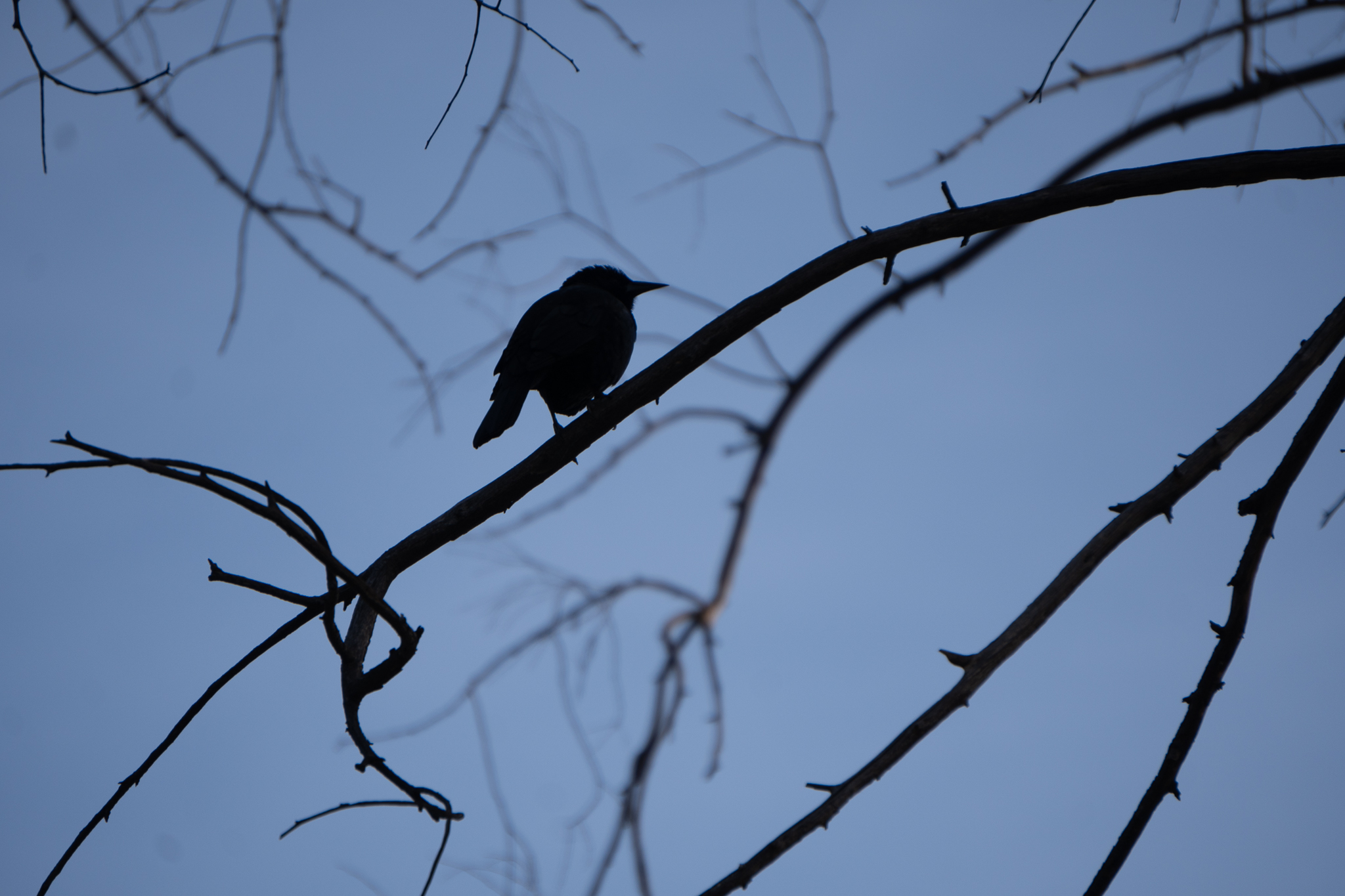 Austral blackbird (Curaeus curaeus) silhouetted on a bare branch against twilight blue sky