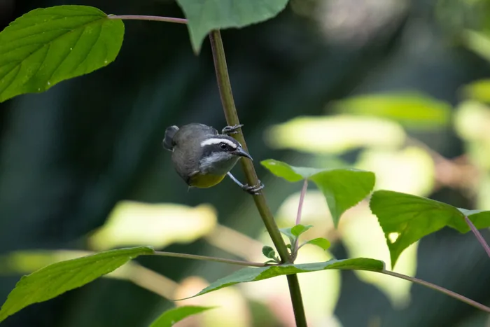 A Bananaquit with a dark cap and white supercilium clinging to a green plant stem among large tropical leaves.