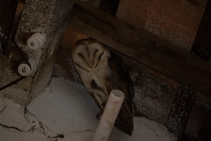 A Barn Owl with its distinctive heart-shaped facial disc roosting in the dark rafters of an old farm building, illuminated softly against the shadows.