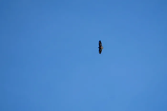 A White-tailed Hawk soaring high against a clear blue sky over Pousada da Fazenda.