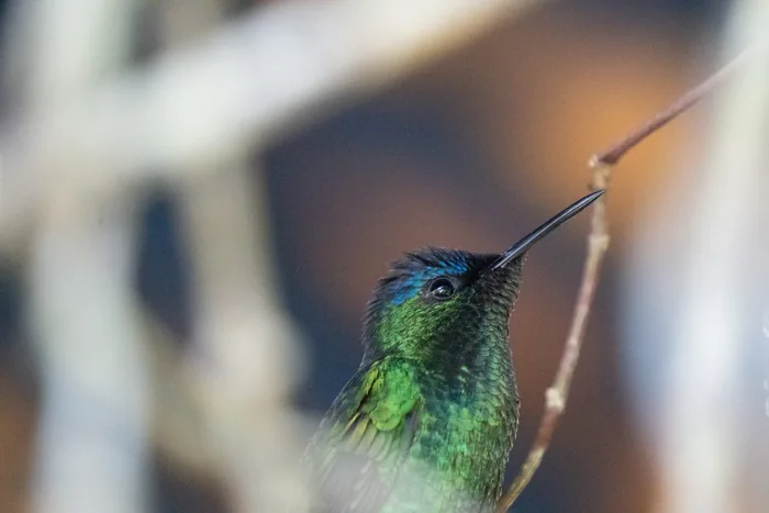 Close-up portrait of a Violet-capped Woodnymph hummingbird showing its vivid blue crown and bright green plumage against a warm blurred background.