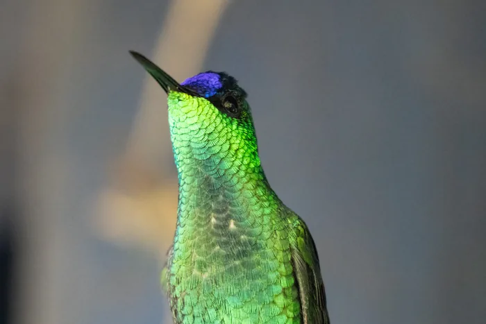 Close-up of a Violet-capped Woodnymph