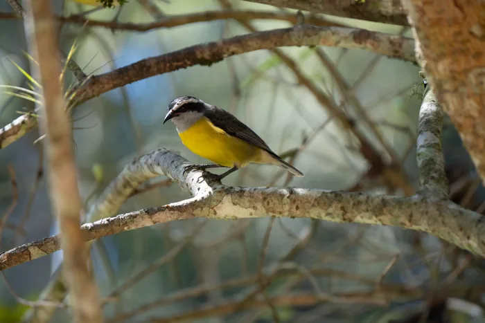 Bananaquit with bright yellow belly and grey back perched on a slender branch with a blurred background