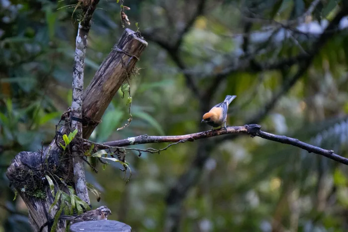 Black-backed tanager with orange chest perched on a bare branch surrounded by dark forest vegetation
