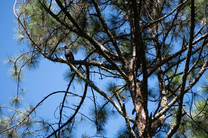 Black hawk-eagle perched high on a bare branch of a pine tree against a vivid blue sky