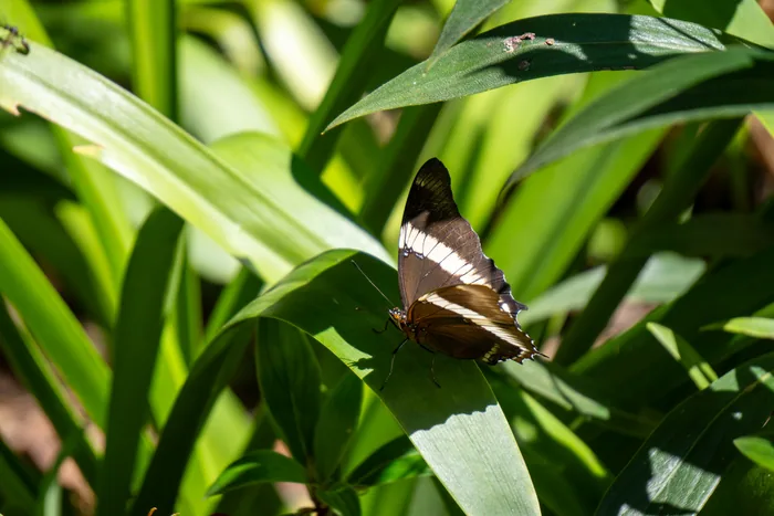 Brown butterfly with white banded wings resting on a bright green leaf in dappled sunlight