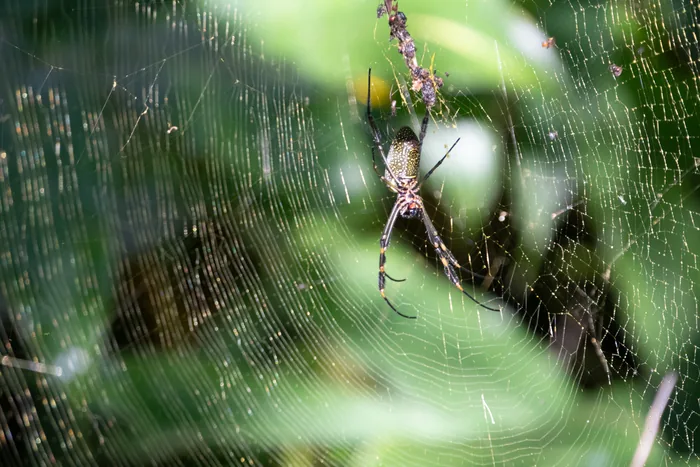 Golden silk orb-weaver spider centered in its large intricate web with green foliage softly blurred behind