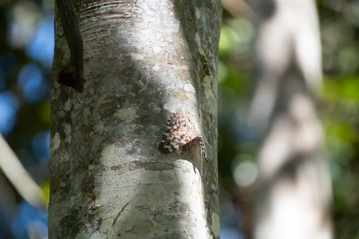 Small brown moth perfectly camouflaged against pale smooth tree bark