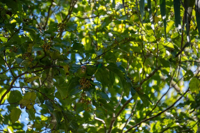 Dense tree canopy with clusters of small yellow berries and a pileated parrot hidden among the leaves