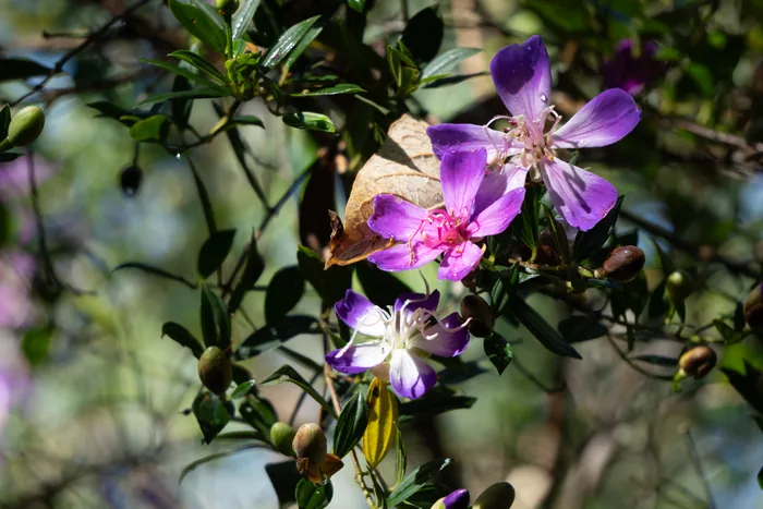 Cluster of purple and white Tibouchina wildflowers in full bloom with small green leaves and buds