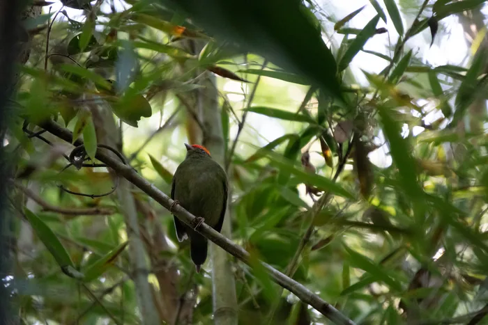Swallow-tailed manakin with orange crown visible perched on a branch deep inside a dense bamboo thicket