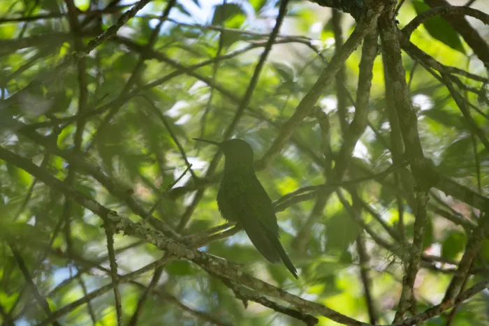 Violet-fronted hummingbird silhouetted against bright green foliage, perched on a thin branch among tangled twigs