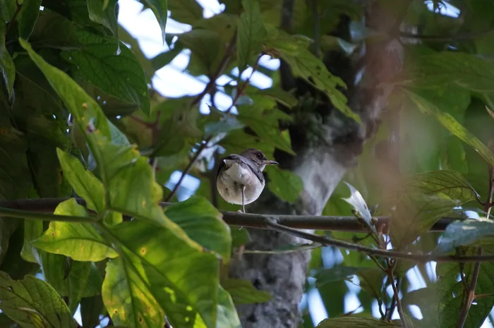 A Creamy-bellied Thrush with olive-brown upperparts and pale creamy underparts perched on one leg.