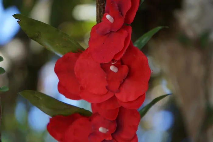 Vibrant red Impatiens flowers with white markings clustered on a stem, with green leaves and a blurred tree trunk in the background.