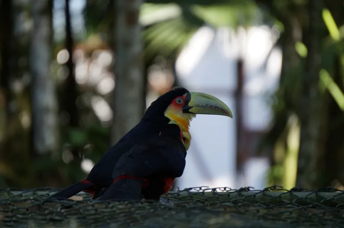Two Red-breasted Toucans with vivid yellow and red bills perched side by side on a wooden fence.