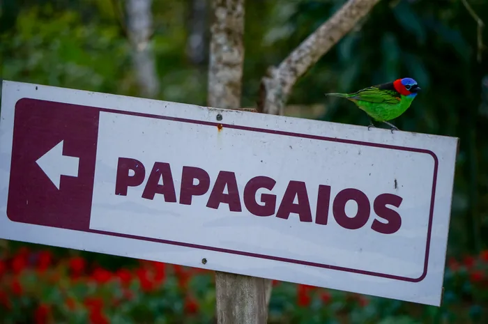 A Red-necked Tanager with brilliant blue, green, and red plumage perched on a wooden Papagaios sign.