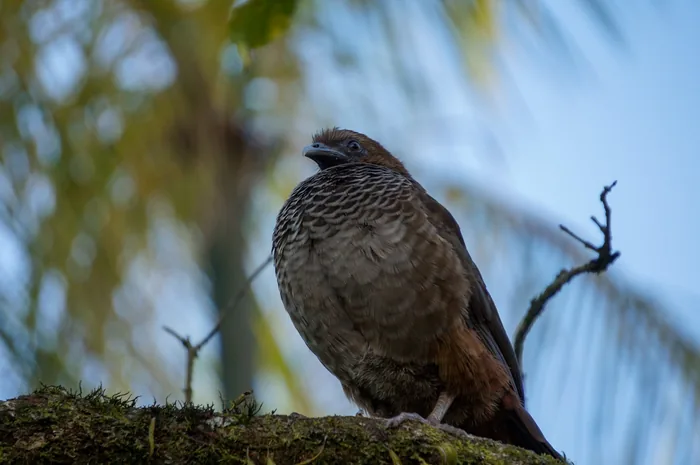 A Scaled Chachalaca with brown scalloped plumage and long tail standing on a mossy log.