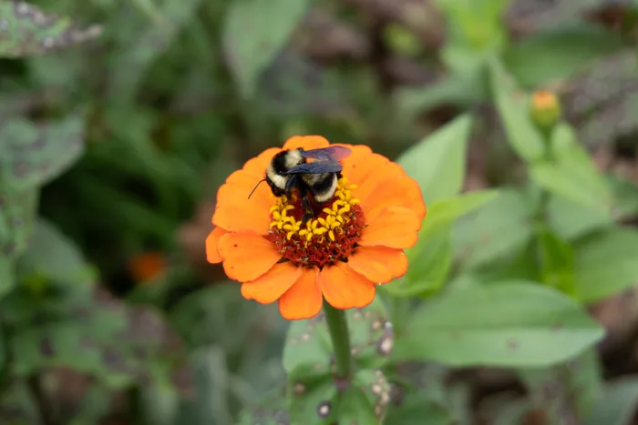 A Bombus brasiliensis bumblebee with black-and-yellow banding collecting pollen from a vibrant orange zinnia flower.