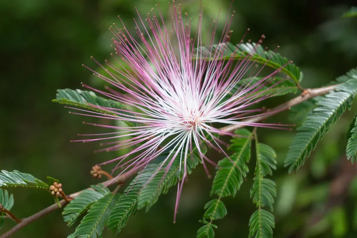 A Calliandra flower with a starburst of delicate pink-and-white stamens radiating from the center, surrounded by pinnate leaves.