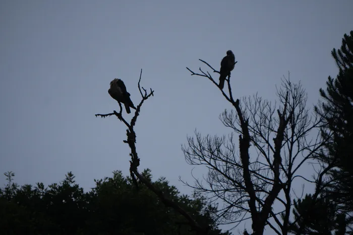 Two caracaras silhouetted on the bare branches of a dead tree at dusk, with forested hills and a pale gray sky behind them.