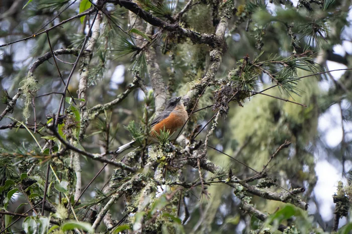 An Eastern Slaty Thrush with slate-gray head and breast and rufous flanks perched among lichen-covered pine branches.