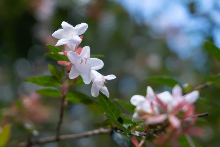 Clusters of small white and pale-pink flowers in bloom on a slender branch, with a soft bokeh of green leaves and blue sky behind them.