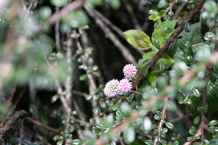 Two small round pink flower heads of Pink Knotweed among a tangle of thin stems and small round leaves.