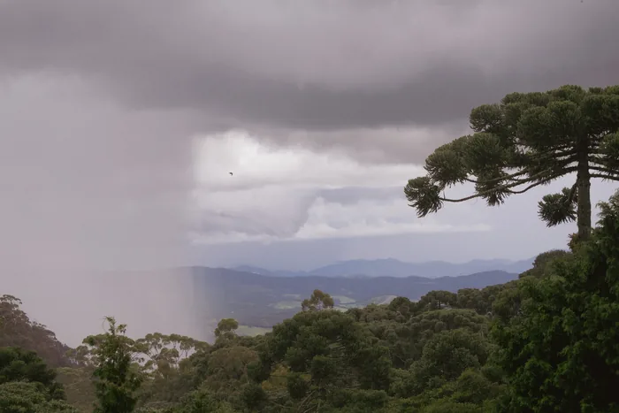 A rain curtain sweeping over a valley seen from the highlands of Campos do Jordão, with an Araucaria tree in the foreground and forested hills fading into misty clouds.