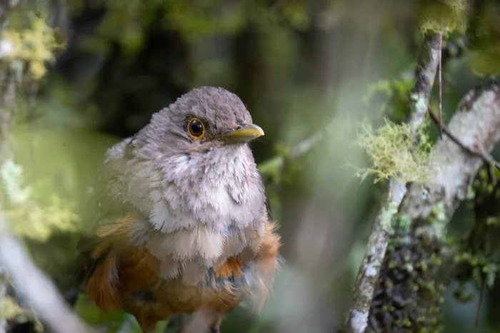 A Rufous-bellied Thrush with fluffy plumage peering through lichen-covered branches, its amber eye and orange flanks visible in the dense foliage.
