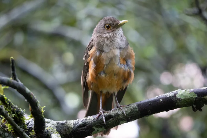 A Rufous-bellied Thrush with warm orange belly and grayish-brown back standing upright on a mossy branch against a soft bokeh background.