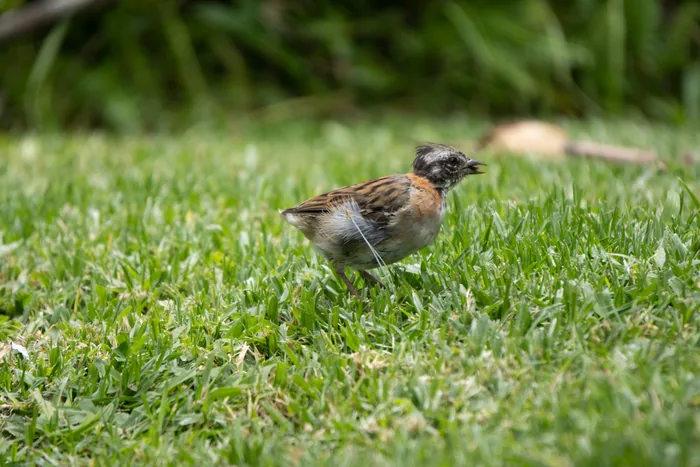 A Rufous-collared Sparrow with a striped black-and-white head and rufous collar foraging on short green grass.