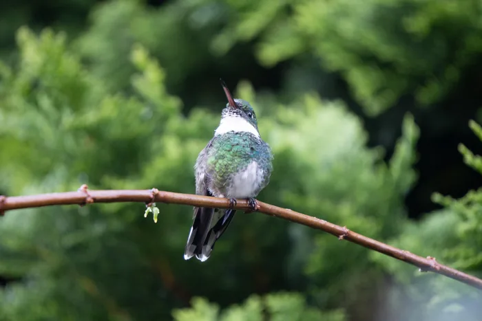 A White-throated Hummingbird with iridescent green plumage and a bright white throat patch perched on a thin bare branch.