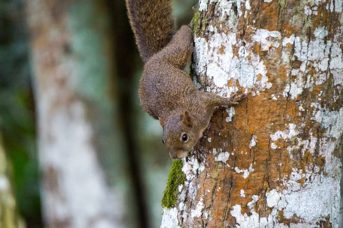 A Brazilian squirrel with reddish-brown fur clinging to the bark of a tree trunk.