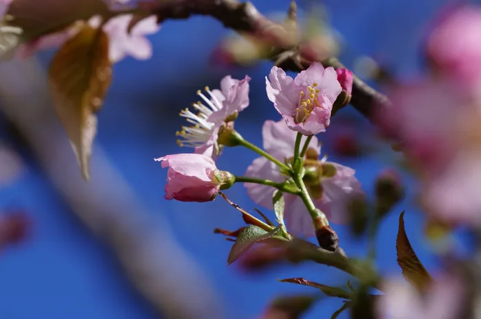 Close-up of delicate pink cherry blossom flowers and buds on a branch against a clear blue sky.