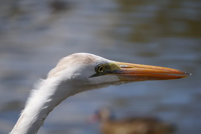Close-up head portrait of an egret hybrid showing mixed plumage features and a yellow bill.