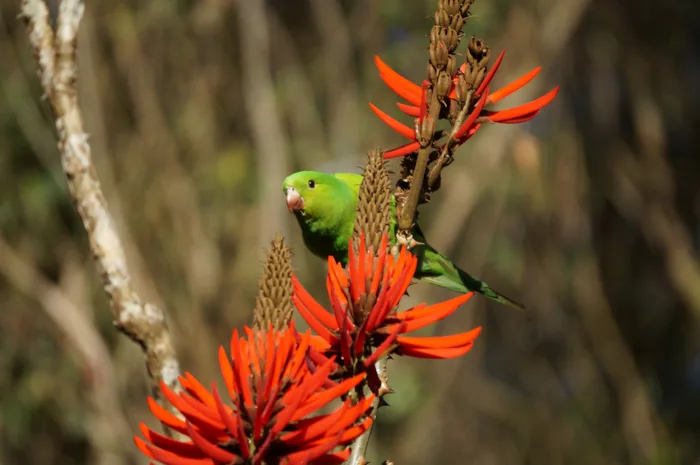 A Plain Parakeet with uniform green plumage perched among clusters of bright red flowers.