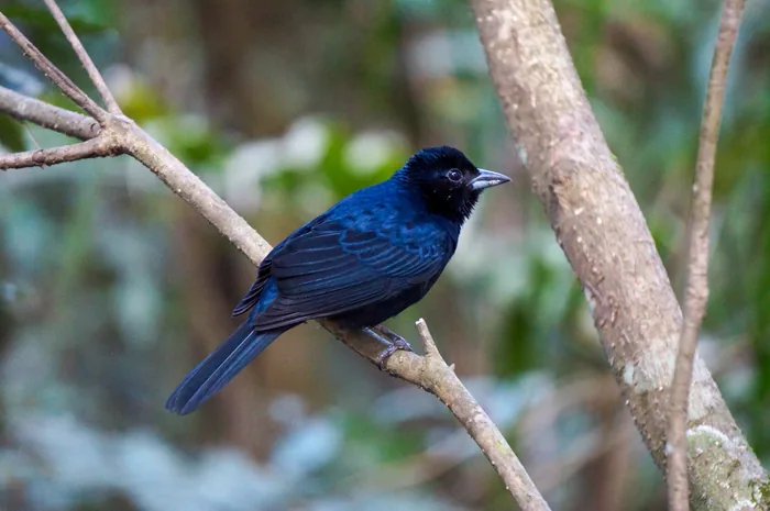 A Ruby-crowned Tanager with velvety black plumage and a bright red crown patch perched on a branch.