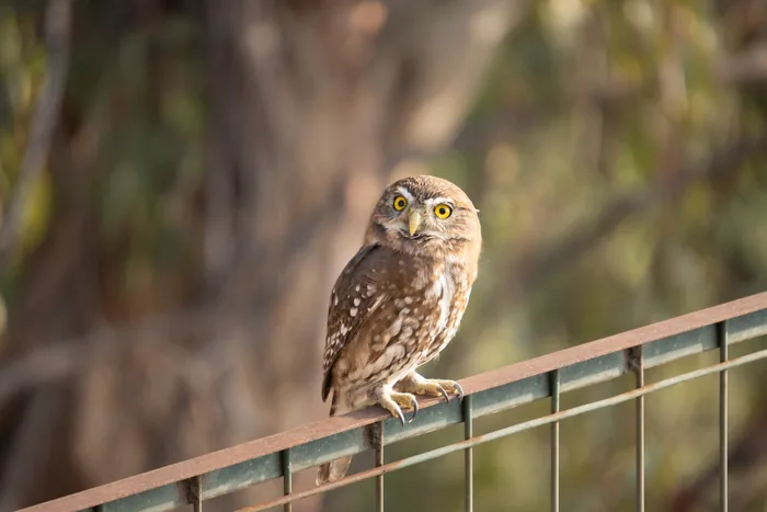 Austral pygmy owl (Glaucidium nana) perched on a fence rail, displaying bright yellow eyes and spotted brown plumage