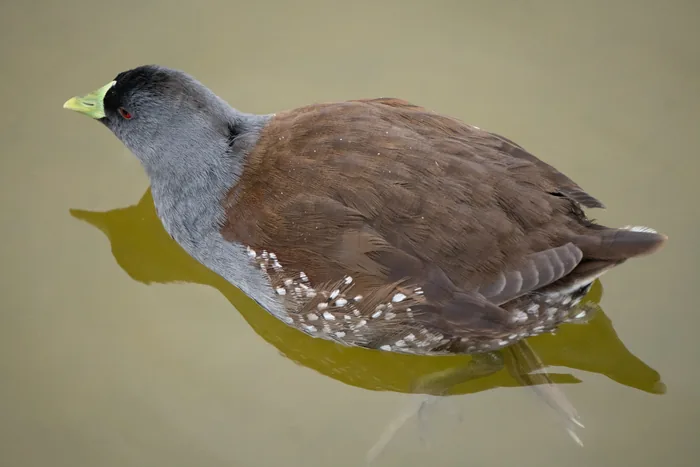 Spot-flanked Gallinule with red eye, yellow-tipped bill and white-spotted flanks floating on calm green water.