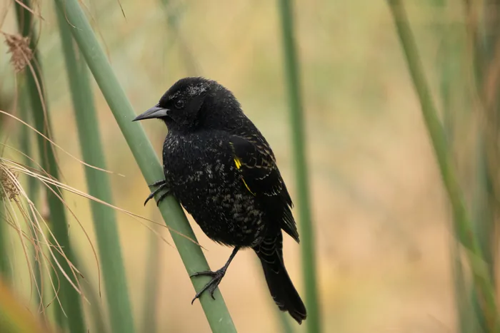Yellow-winged blackbird (Agelasticus thilius) perched on a reed stem, showing distinctive yellow shoulder patches on otherwise black plumage