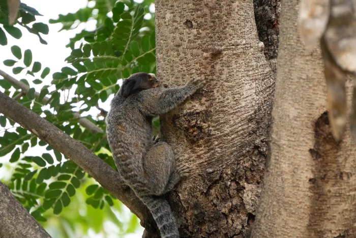 A Common Marmoset scaling the rough bark of a wide tree trunk, its clawed hands gripping the surface among the green foliage.
