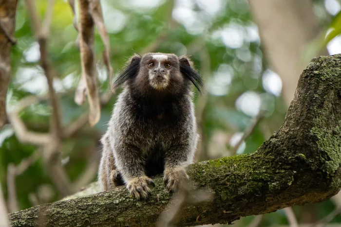 A Common Marmoset with tufted white ear hairs sitting upright on a mossy branch, staring directly at the camera.