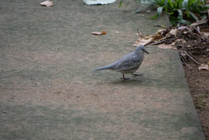 A plain grey dove walking across a stone garden path, with fallen leaves and plants visible at the edge.