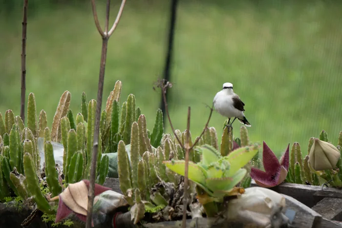 A Masked Water-tyrant with a white body and black mask perched among small succulent plants and cacti in a garden, with a net fence visible behind.