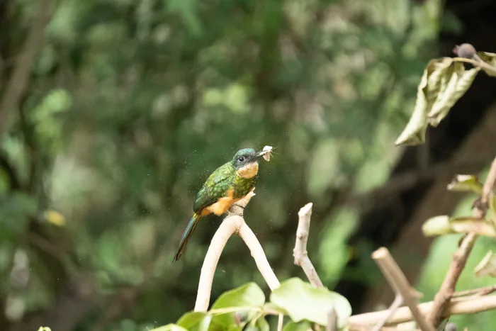 A Rufous-tailed Jacamar with iridescent green plumage and a rufous belly perched on a forked twig, holding a large insect in its long sharp bill.