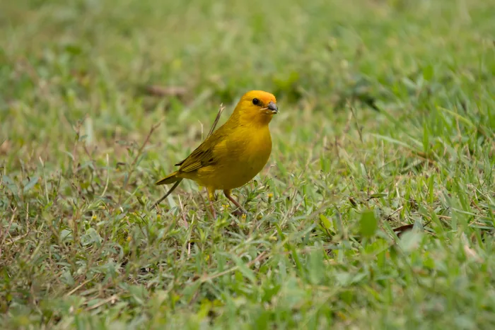 A brilliant yellow Saffron Finch with an orange-tinged forehead standing on short green grass, looking alert.