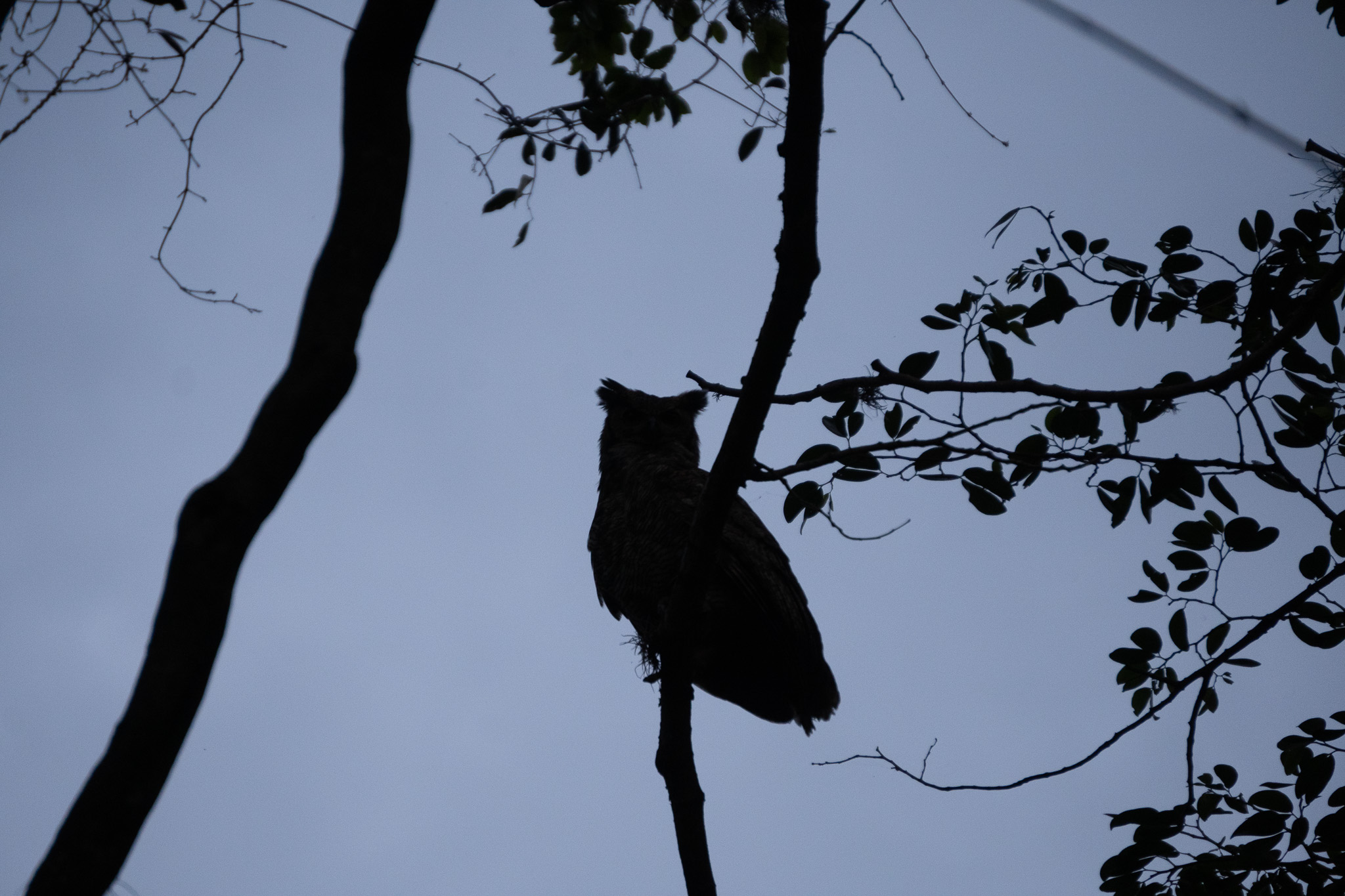 Owling in Monte Alegre do Sul
