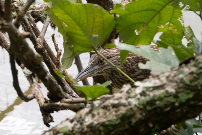 Black-crowned night-heron perched by the water's edge among green vegetation